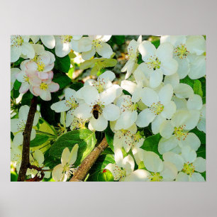 Skapar honung poster