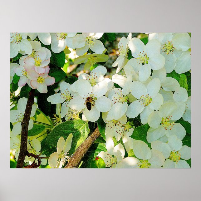 Skapar honung poster (Framsidan)