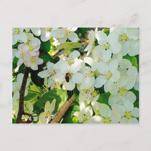 Skapar honung vykort (Framsida)