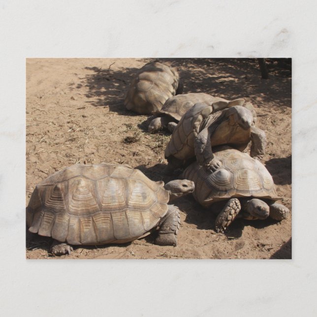 Skapar Kärlek Vykort (Framsida)