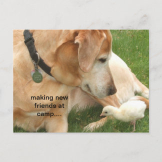 Skapar nya vänner på lägret vykort