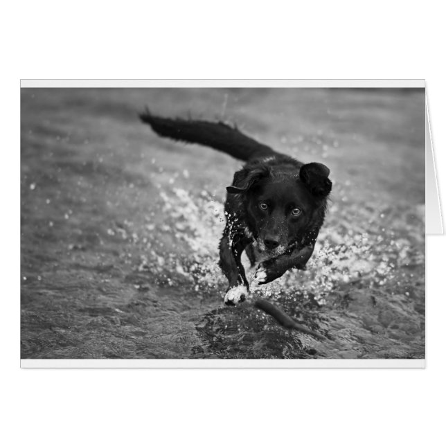 skapar stänk hälsningskort (Framsidan Horizontal)