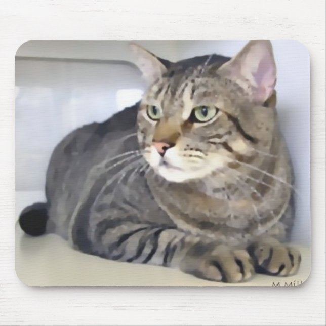 Skåpbil Helsing Musmatta (Framsidan)