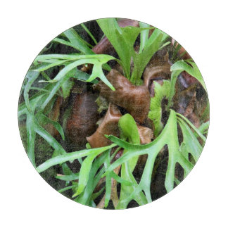 Skärbräda - Staghorn Fern