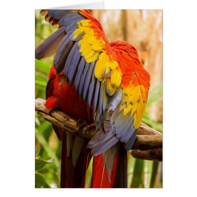 Skarp inte! Scarlet Macaw Hälsningskort (Framsidan)