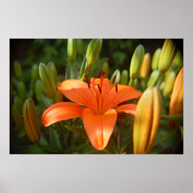 skarp orange poster (Framsidan)