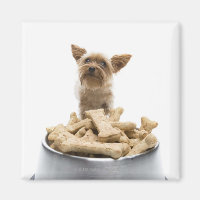 Skarpjäs av hund med Yorkshire Terrier