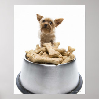 Skarpjäs av hund med Yorkshire Terrier Poster