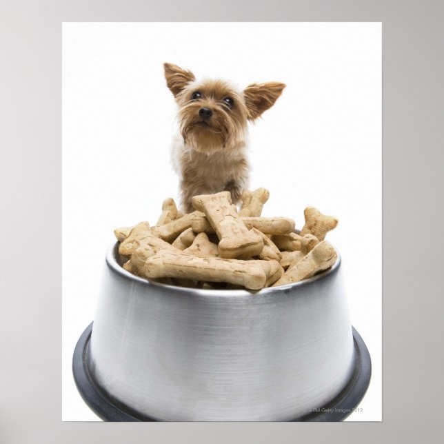 Skarpjäs av hund med Yorkshire Terrier Poster (Framsidan)