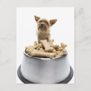 Skarpjäs av hund med Yorkshire Terrier Vykort