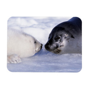 Skarpsill Mor med Valp Magnet