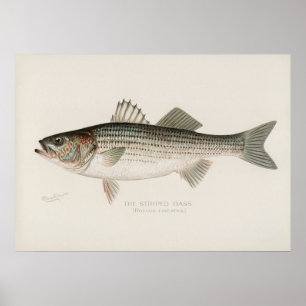 Skarpsill, vintage poster