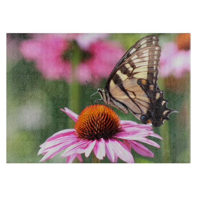 Skärpta för fjärilglas (Framsidan)