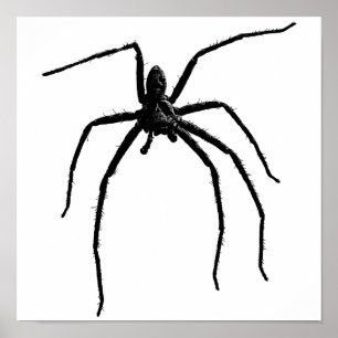 Skarv, stor halloween spinder poster