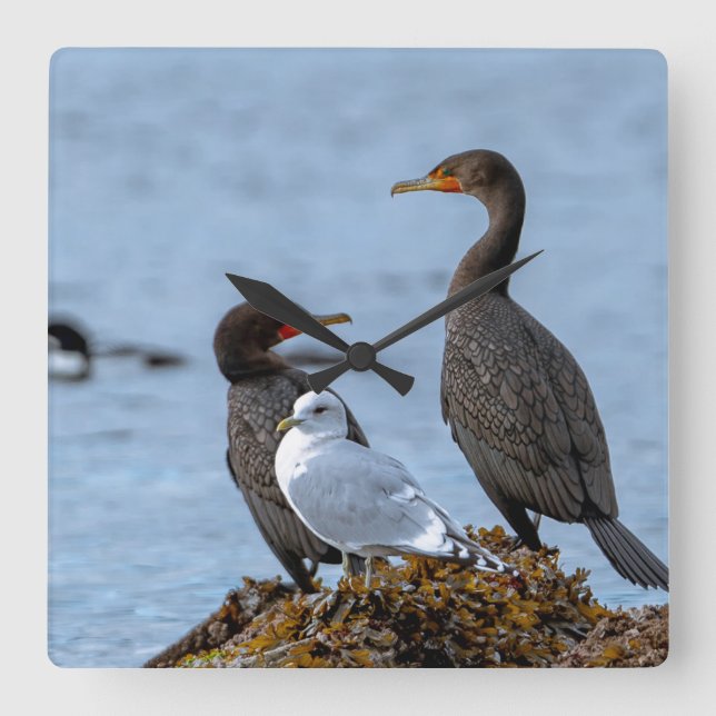 Skarvar och Fiskmås Fyrkantig Klocka (Framsida)