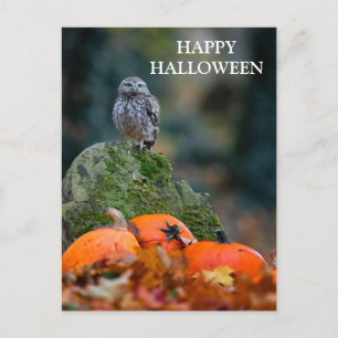 Skary Halloween Natt med Witch Uggla Fladdermus Vykort