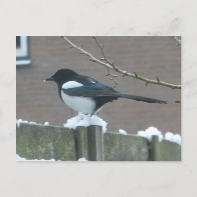 Skata i snö DIY vykort (Framsida)