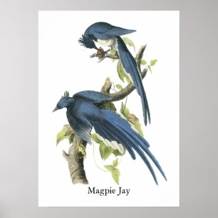 Skata Jay, John Audubon Poster