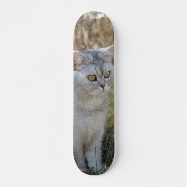 Skateboard Atento gato británico de pelo corto  (Framsida)