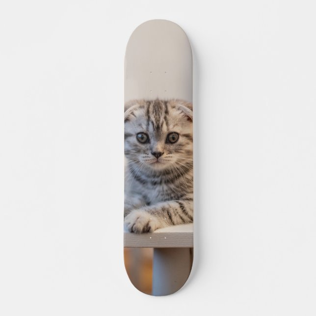Skateboard Atento gato de raza fold escocés (Framsida)