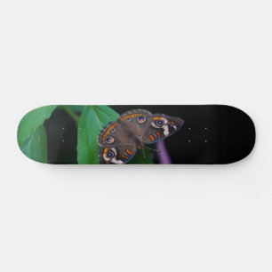 Skateboard av fjärilsmussla