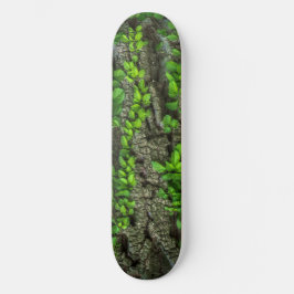 Skateboard Deck Träd