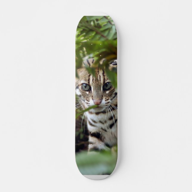 Skateboard för Bengal katt 022 (Framsida)