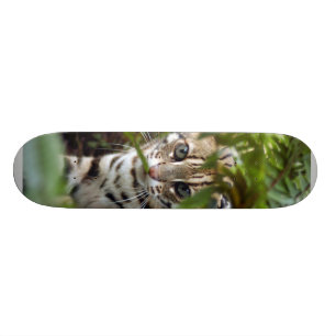 Skateboard för Bengal katt 022