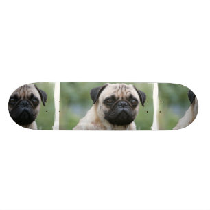 Skateboard för mopsvalphund