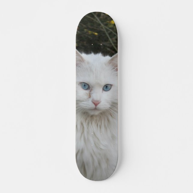 Skateboard Gato blanco angora turco ojos azules (Framsida)