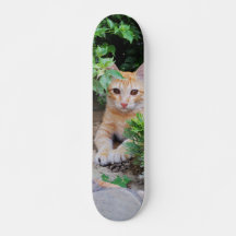 Skateboard Gato descansa atento para cazar