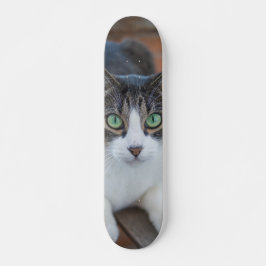 Skateboard Gato gris y blanco observando