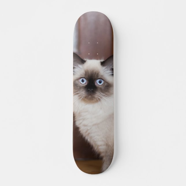 Skateboard Gato peludo de raza ragdoll (Framsida)