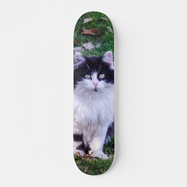 Skateboard Gato raza Maine Coon pelo largo (Framsida)