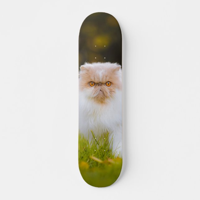 Skateboard Peludo gato persa observando (Framsida)