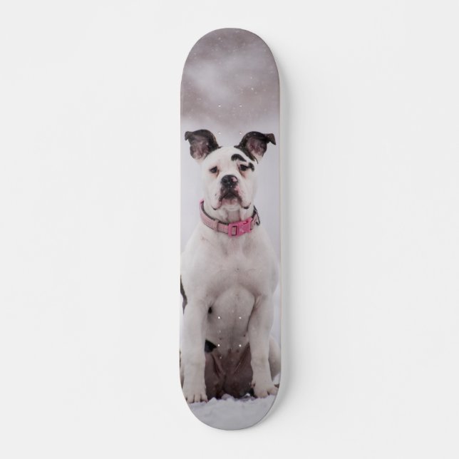 Skateboard Perro Boxer sentado en la nieve (Framsida)