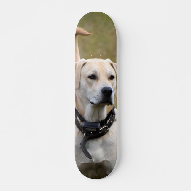 Skateboard Perro Labrador con collar vigilando  (Framsida)