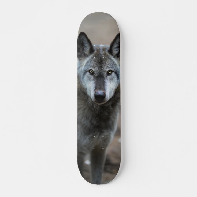 Skateboard Perro lobo salvaje depredador curioso (Framsida)