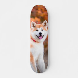 Skateboard Poderoso perro Akita japonés sentado