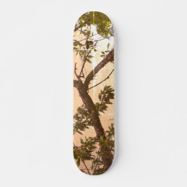 SKATEBOARD STIL OCH DESIGN