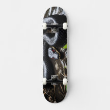 Skateboard with black anaconda