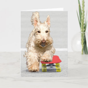 Skateboarding Scottish Terrier Greeting Card Kort