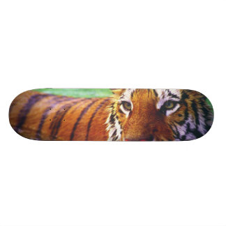 Skateboardtiger Skateboard Bräda 19,5 Cm