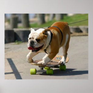 Skaterhundaffisch Poster