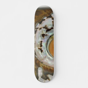Skattbord för Snäcka till havs Mini Skateboard Bräda 18,7 Cm