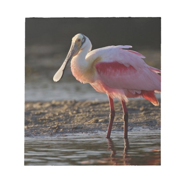 Skedstork, Ajaia ajaja, Ding Darling Anteckningsblock (Framsida)