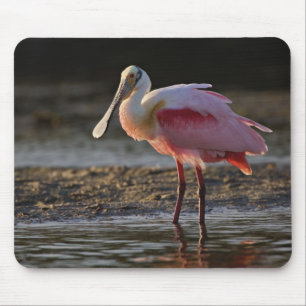 Skedstork, Ajaia ajaja, Ding Darling Musmatta