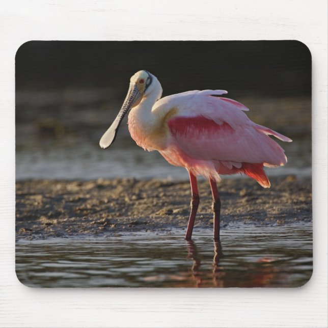 Skedstork, Ajaia ajaja, Ding Darling Musmatta (Framsidan)