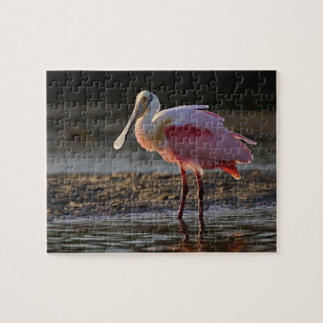 Skedstork, Ajaia ajaja, Ding Darling Pussel (Horisontell)