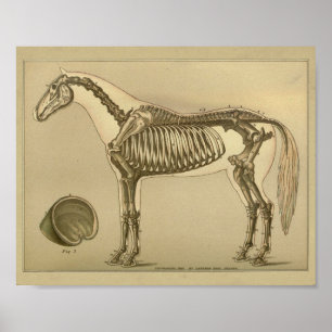 Skeletal anatomitryck för häst poster